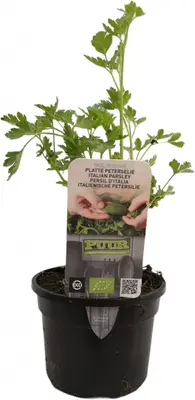 Petroselium crispum 'gigant d'italia' (platte peterselie) 15cm - afbeelding 1