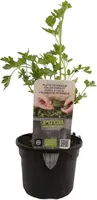 Petroselium crispum 'gigant d'italia' (platte peterselie) 15cm - afbeelding 1