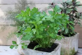 Petroselium crispum 'gigant d'italia' (platte peterselie) 15cm - afbeelding 2