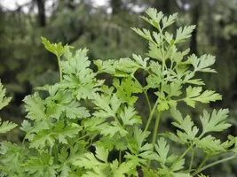 Petroselium crispum 'gigant d'italia' (platte peterselie) 15cm - afbeelding 3