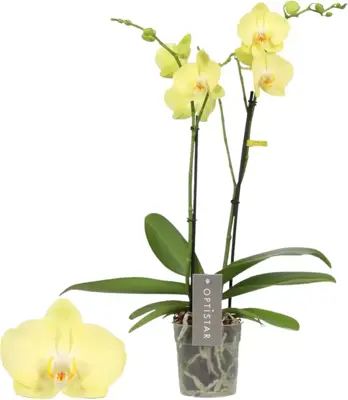 Phalaenopsis 'Anthura Ferrara' (Orchidee) 55cm - afbeelding 1
