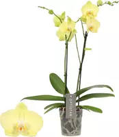 Phalaenopsis 'Anthura Ferrara' (Orchidee) 55cm kopen?