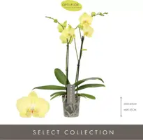 Phalaenopsis 'Anthura Ferrara' (Orchidee) 55cm - afbeelding 2
