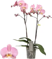 Phalaenopsis 'Anthura Padova' (Orchidee) 60cm - afbeelding 1