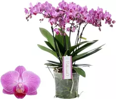 Phalaenopsis 'Belissimo Caro' (Orchidee) 30cm kopen?