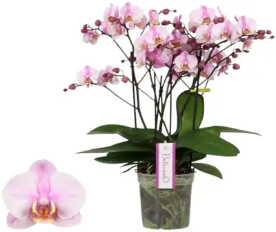 Phalaenopsis 'Bellissimo Angelo' (Orchidee) 50cm - afbeelding 1
