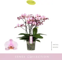 Phalaenopsis 'Bellissimo Angelo' (Orchidee) 50cm - afbeelding 2