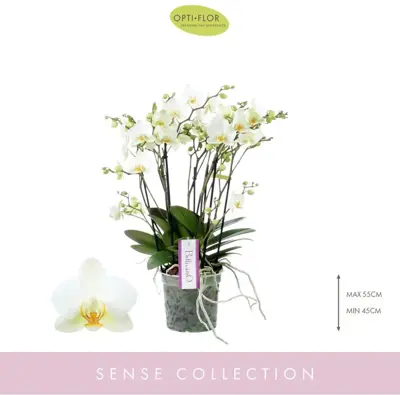 Phalaenopsis 'Bellissimo Bella' (Orchidee) 50cm - afbeelding 2