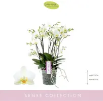 Phalaenopsis 'Bellissimo Bella' (Orchidee) 50cm - afbeelding 2