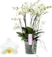 Phalaenopsis 'Bellissimo Bella' (Orchidee) 50cm - afbeelding 1