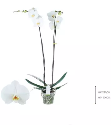 Phalaenopsis 'Bijoux Diamond' (Orchidee) 90cm - afbeelding 2