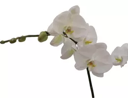 Phalaenopsis 'Bijoux Diamond' (Orchidee) 90cm - afbeelding 3