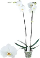 Phalaenopsis 'Bijoux Diamond' (Orchidee) 90cm - afbeelding 1
