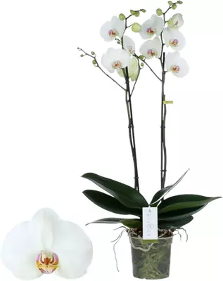 Phalaenopsis 'Bijoux Pearl' (Orchidee) 70cm - afbeelding 1