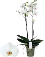 Phalaenopsis 'Bijoux Pearl' (Orchidee) 70cm kopen?