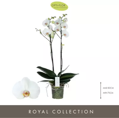 Phalaenopsis 'Bijoux Pearl' (Orchidee) 70cm - afbeelding 2