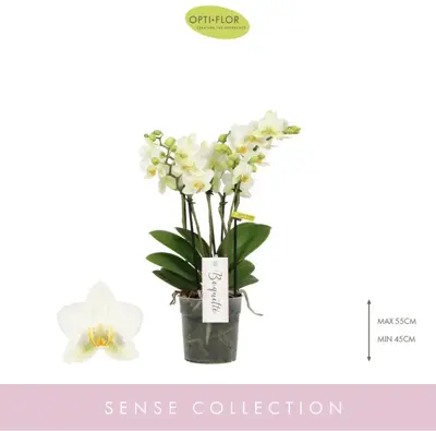 Phalaenopsis 'Boquetto Beauty' (Orchidee) 40cm - afbeelding 2