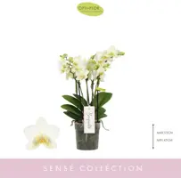 Phalaenopsis 'Boquetto Beauty' (Orchidee) 40cm - afbeelding 2