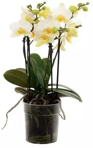 Phalaenopsis 'Boquetto Beauty' (Orchidee) 40cm - afbeelding 1