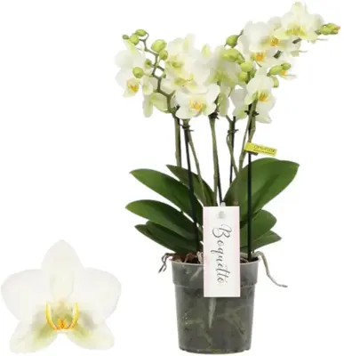 Phalaenopsis 'Boquetto Beauty' (Orchidee) 40cm - afbeelding 1