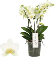 Phalaenopsis 'Boquetto Beauty' (Orchidee) 40cm - afbeelding 1