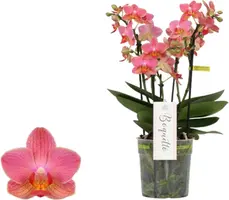 Phalaenopsis 'Boquetto Charme' (Orchidee) 35cm kopen?