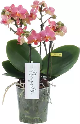 Phalaenopsis 'Boquetto Charme' (Orchidee) 40cm - afbeelding 1