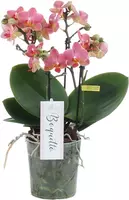 Phalaenopsis 'Boquetto Charme' (Orchidee) 40cm kopen?