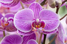 Phalaenopsis 'Boquetto Delight' (Orchidee) 40cm - afbeelding 3