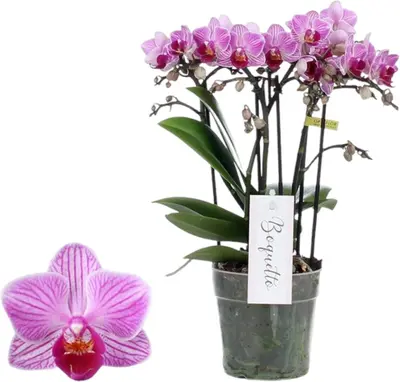 Phalaenopsis 'Boquetto Delight' (Orchidee) 40cm - afbeelding 1