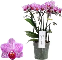 Phalaenopsis 'Boquetto Delight' (Orchidee) 40cm - afbeelding 1