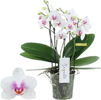 Phalaenopsis 'Boquetto Passione' (Orchidee) 40cm - afbeelding 1