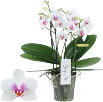 Phalaenopsis 'Boquetto Passione' (Orchidee) 40cm - afbeelding 1