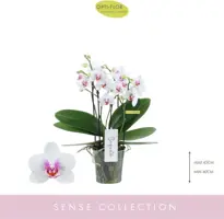 Phalaenopsis 'Boquetto Passione' (Orchidee) 40cm - afbeelding 2