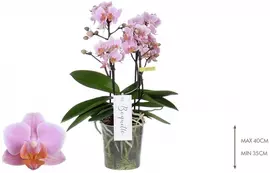 Phalaenopsis 'Boquetto Romantico' (Orchidee) 40cm - afbeelding 2