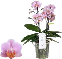 Phalaenopsis 'Boquetto Romantico' (Orchidee) 40cm kopen?