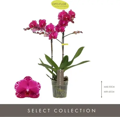 Phalaenopsis 'Exclusivo Asian Violin' (Orchidee) 45cm - afbeelding 2