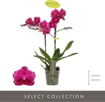 Phalaenopsis 'Exclusivo Asian Violin' (Orchidee) 45cm - afbeelding 2