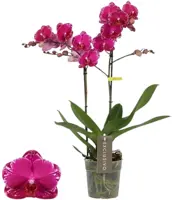 Phalaenopsis 'Exclusivo Asian Violin' (Orchidee) 45cm - afbeelding 1