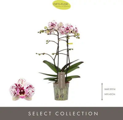 Phalaenopsis 'Exclusivo Athena' (Orchidee) 45cm - afbeelding 2