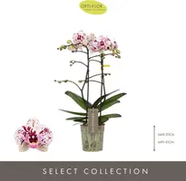 Phalaenopsis 'Exclusivo Athena' (Orchidee) 45cm - afbeelding 2