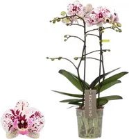 Phalaenopsis 'Exclusivo Athena' (Orchidee) 45cm - afbeelding 1