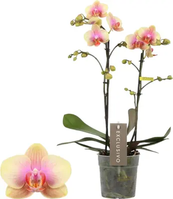 Phalaenopsis 'Exclusivo Belle Belene' (Orchidee) 45cm - afbeelding 1