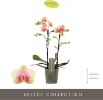 Phalaenopsis 'Exclusivo Belle Belene' (Orchidee) 45cm - afbeelding 2
