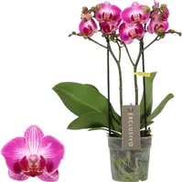 Phalaenopsis 'Exclusivo Bing' (Orchidee) 45cm - afbeelding 1