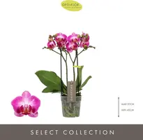 Phalaenopsis 'Exclusivo Bing' (Orchidee) 45cm - afbeelding 2