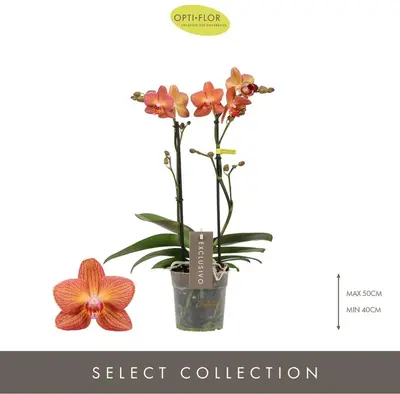 Phalaenopsis 'Exclusivo Eos' (Orchidee) 45cm - afbeelding 2