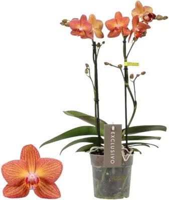Phalaenopsis 'Exclusivo Eos' (Orchidee) 45cm - afbeelding 1