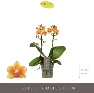 Phalaenopsis 'Exclusivo Juno' (Orchidee) 45cm - afbeelding 2