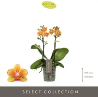 Phalaenopsis 'Exclusivo Juno' (Orchidee) 45cm - afbeelding 2